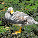 White-headed Steamer Duck