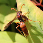 Common Paper Wasp