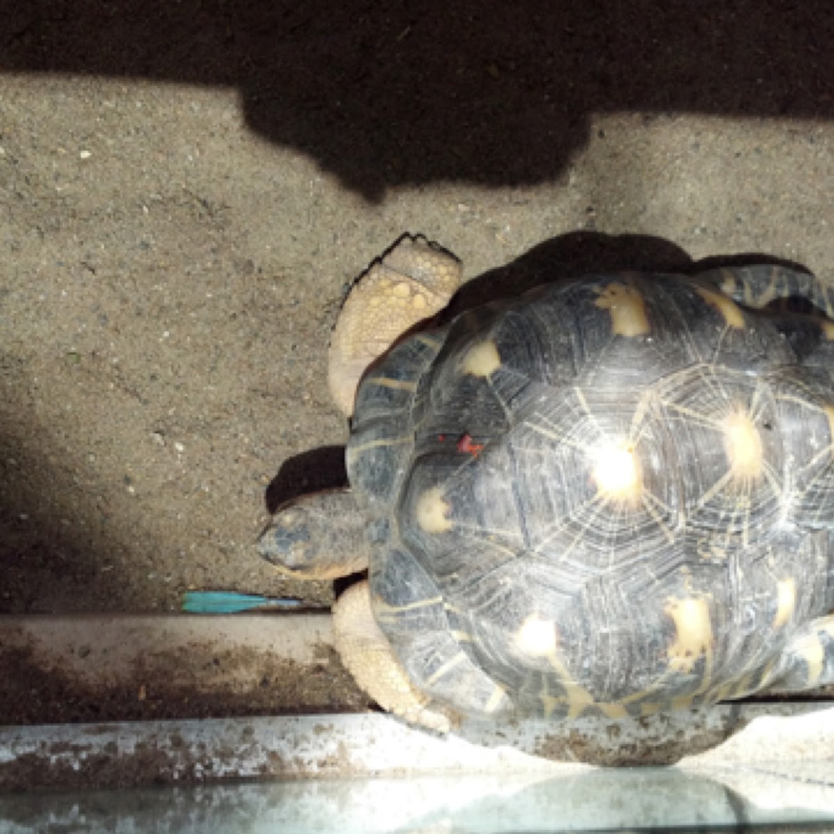 Radiated tortoise