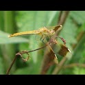 Dragonflies Wallpapers logo