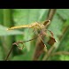 Dragonflies Wallpapers