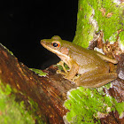 Copper-cheeked frog