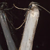 Zacorus carus Moth