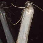 Zacorus carus Moth