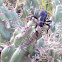 Cactus Longhorned Beetles