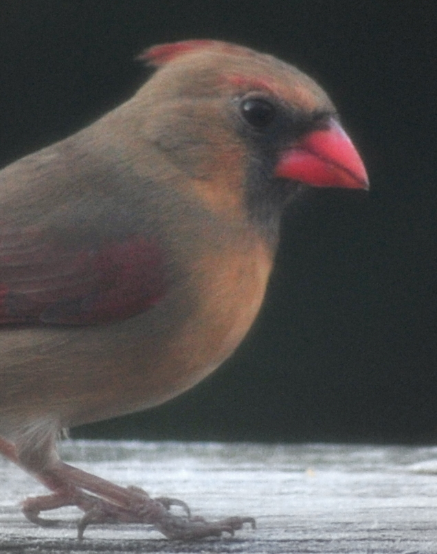 northern cardinal (female)