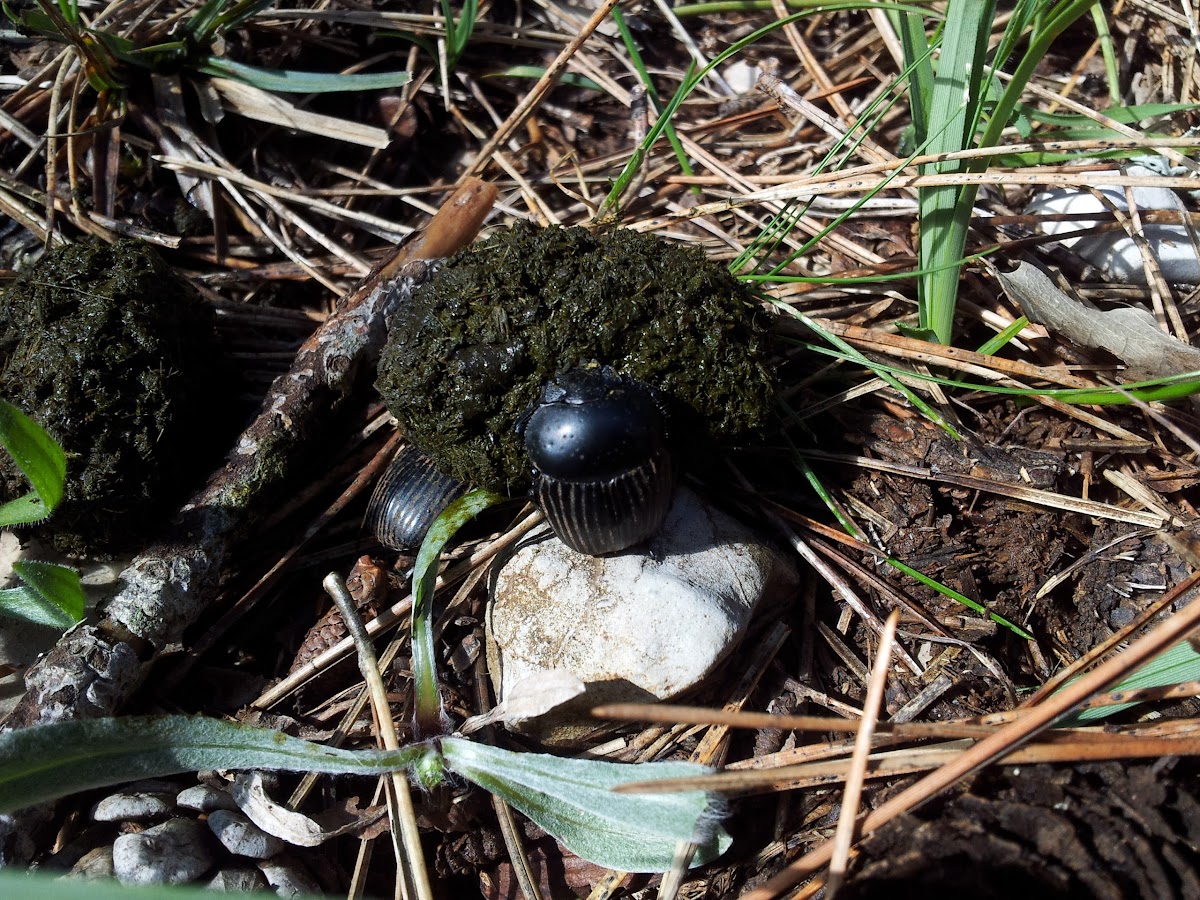 Dung beetle, escarabajo pelotero