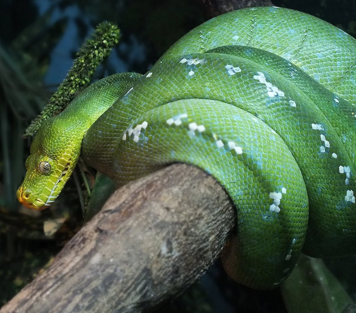Green Tree Python 