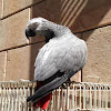 African Grey Parrot