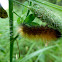 Virginian Tiger Moth Larvae