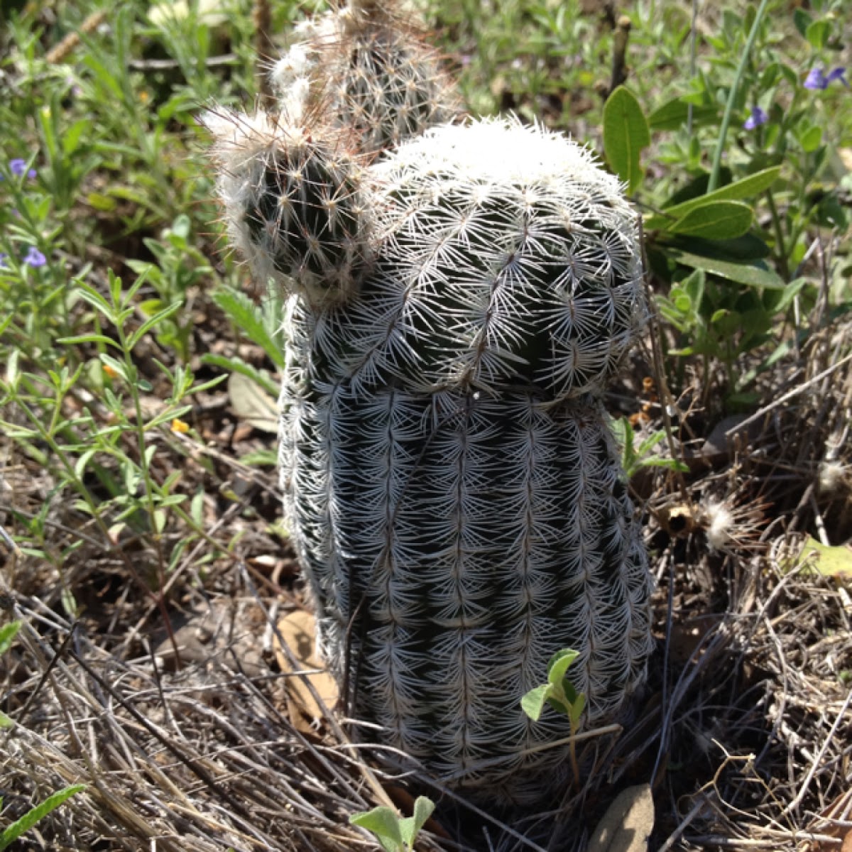 Lace cactus