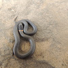 Prairie ring neck snake