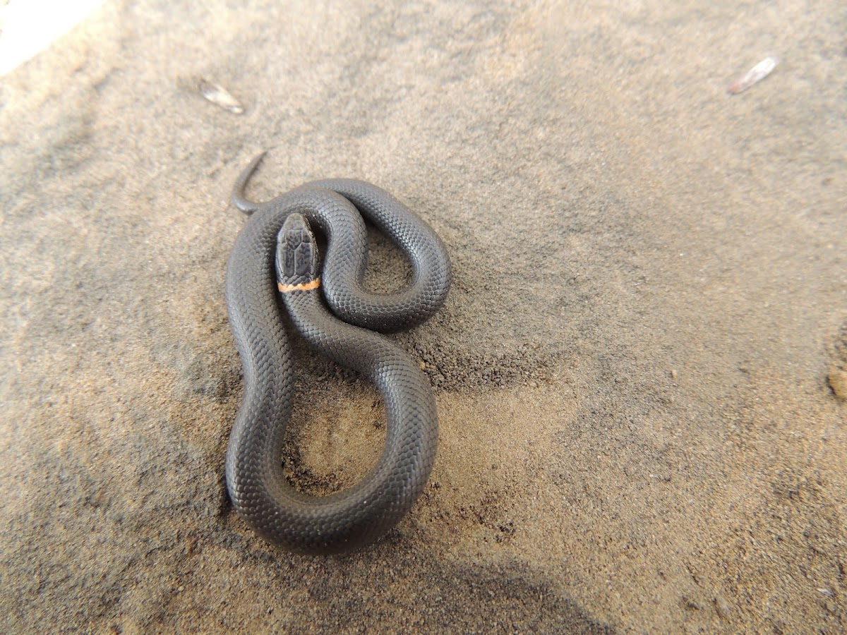 Prairie ring neck snake