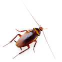 Bugs Live Wallpaper logo