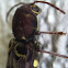 Rustic Borer Beetle