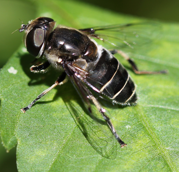 Flower fly Eristalis dimidiata | Project Noah