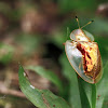 Golden Tortoise beetle