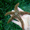 Two-Spined Sea Star