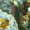 Redlip Blenny