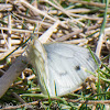 Green-veined White