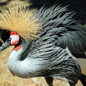 Mr. Grou by Antonio Amen - Animals Birds