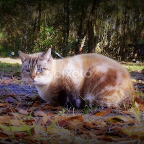 My Blue Eyed Wonder by Dianne Stephens-Miller - Animals - Cats Portraits