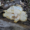 Honeycomb Fungus