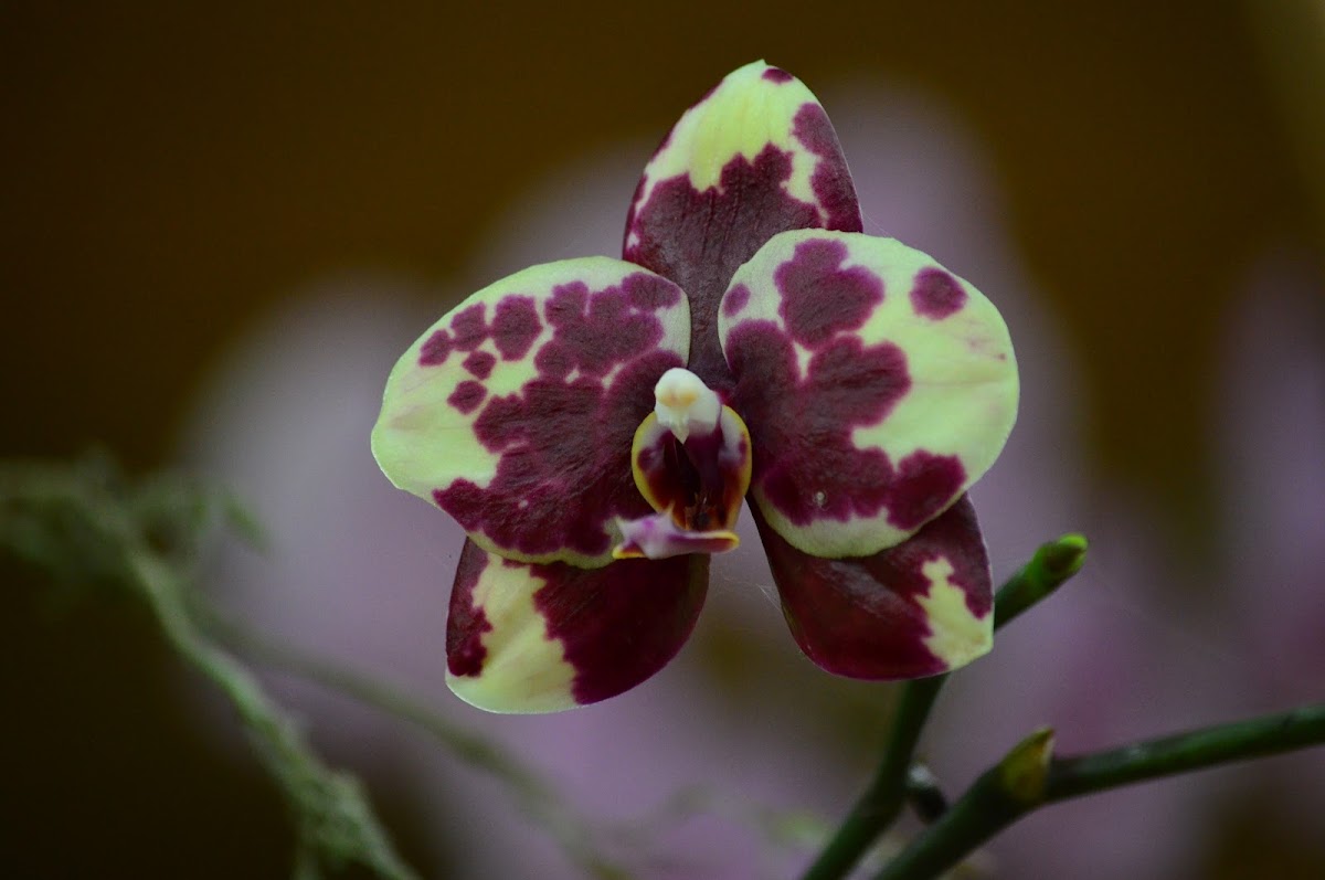 Orquídea Phaleonopsis híbrida