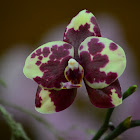 Orquídea Phaleonopsis híbrida