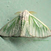 Arctornis Tussock Moth