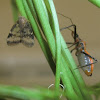 Ricaniid bug hiding from death