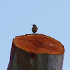 Northern Wheatear (Σταχτοπετροκλής)