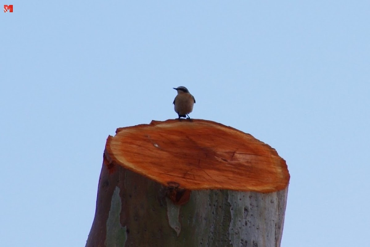 Northern Wheatear (Σταχτοπετροκλής)