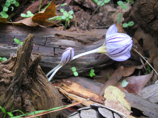 Crocus | Project Noah
