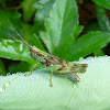 Colourful Grasshopper