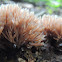 Coral Fungus