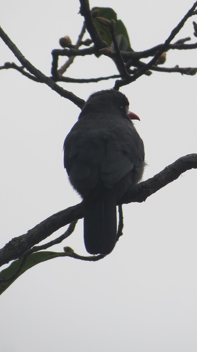 Black-fronted Nun bird