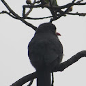 Black-fronted Nun bird