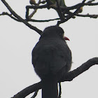 Black-fronted Nun bird