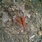 Eastern Newt