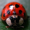 Ladybug