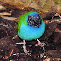 Tricolored parrotfinch