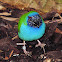 Tricolored parrotfinch
