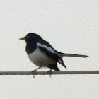 Oriental Magpie Robin