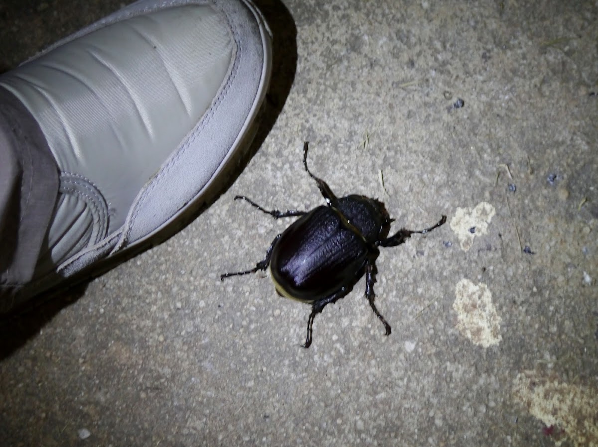 Rhinocerous beetle