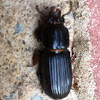 Patent-leather Beetle
