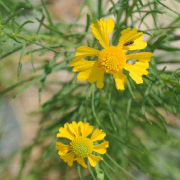 Yellow Blanket Flower Project Noah
