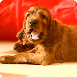Laky Dog Puppies LiveWP 1.0