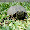 Striped mud turtle