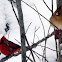 Northern cardinal